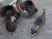 Turkeys — Foto 2