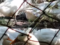 Geese — Foto 3