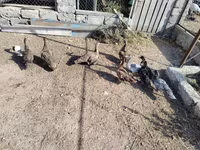 Ducks — foto 1