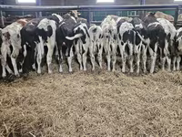 Bulle, Russian Black pied cattle — Foto 1
