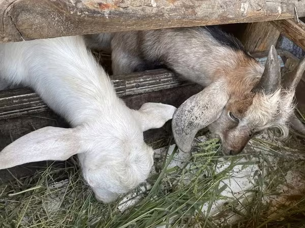 母山羊, Goats