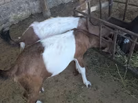 Ziege, Nubian Goat — Foto 5