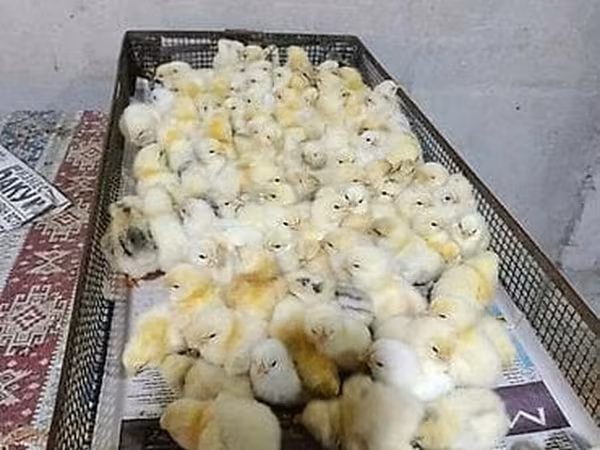 Chickens