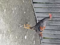 Chickens — 8-сурет