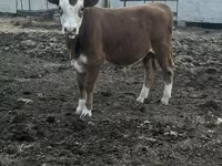 Buğa, Simmental cattle — foto 4