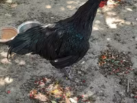 Australorp — photo 6