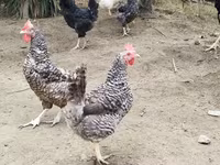 Chickens — photo 1
