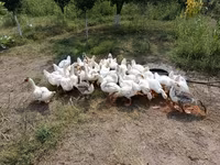 Geese — फ़ोटो 2