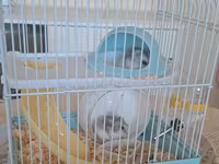 Cırtdan hamsterlər və tam dəst qəfəs satilir Sevimli və mehriban — الصورة 2