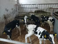 牛只（批次，未指定性别）, Russian Black pied cattle — 照片 1