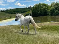 Mare, Horses — photo 1