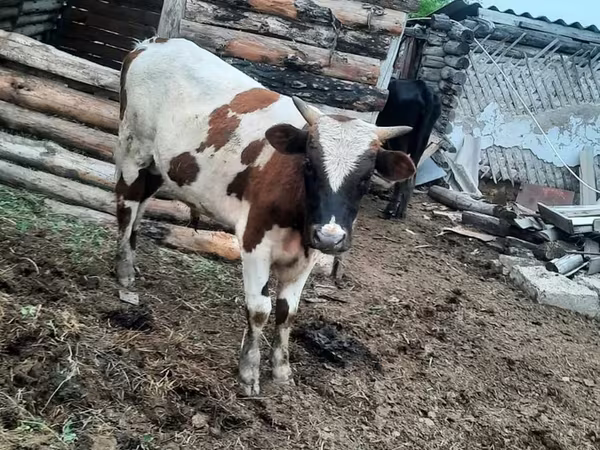 Bulle, Weißkopfige Ukrainische