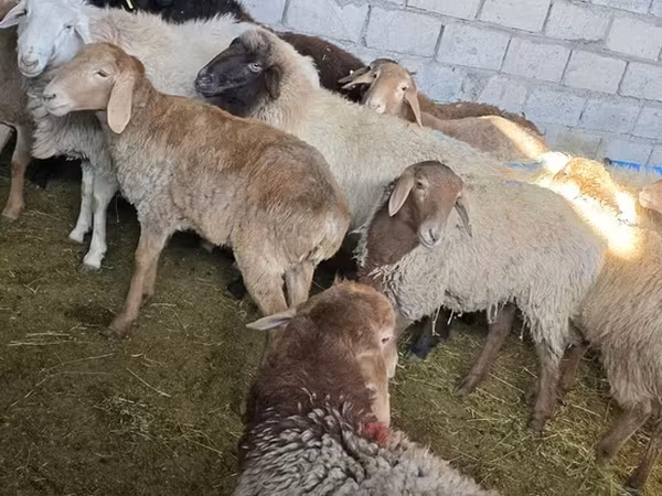 Хонь