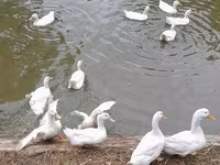 अमेरिकन पेकिन — फ़ोटो 2