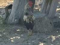 Turkeys — 6-rasm