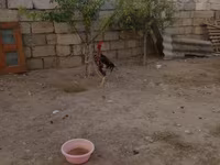 Chickens — الصورة 7