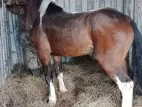 Hengst, Altai horse — Foto 2