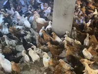 Chickens — फ़ोटो 2