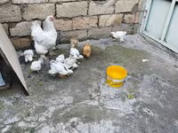 Chickens — 照片 3