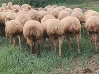 Oveja, Ovejas — foto 6