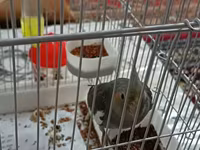 Məhsul: Nimfa (Cockatiel) papağanı və qəfəs dəsti Təsvir: - Rəng — 2-rasm