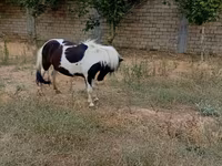 حصان, Miniature horse — الصورة 2