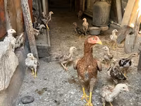 Chickens — 4-сурет