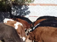 İribuynuzlu mal-qara (partiya, cinsi göstərilməyib), Swiss cattle — foto 1