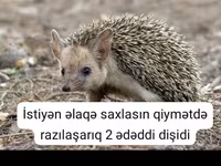 Afrika pigme kirpisi – ev heyvanı - Növ: Atelerix albiventris (Afrika — 照片 5