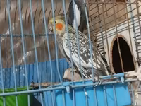 HAZİR BALA VEREN CUTLERDİ - Növ: Nimfa (Cockatiel) cütü – biri boz/aq — фото 2