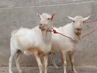 Cabra, Saanen goat — foto 1