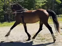 فرس, Dutch warmblood horse — الصورة 8