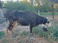 بقرة, Russian Black pied cattle — الصورة 1