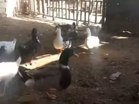 Ducks — फ़ोटो 2