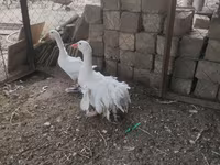 Geese — الصورة 8