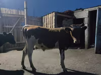 Rinder (Partie, Geschlecht nicht angegeben), Simmental cattle — Foto 1