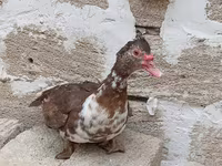 Turkeys — الصورة 6