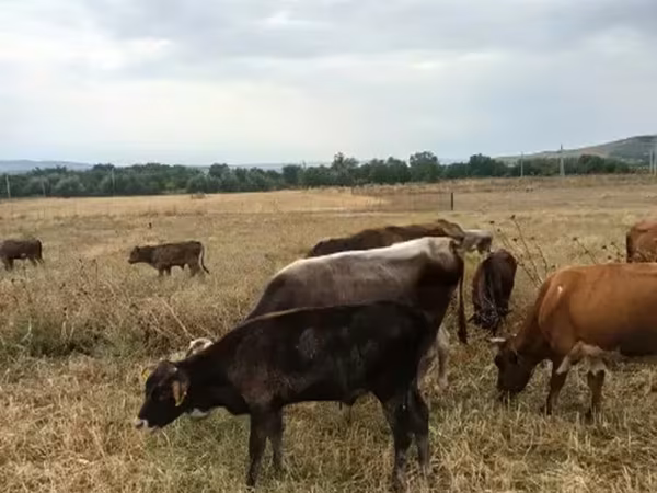 सांड, मवेशी — जॉर्जिया