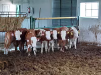 Bulle, Simmental cattle — Foto 1
