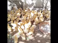 German Pekin — photo 5