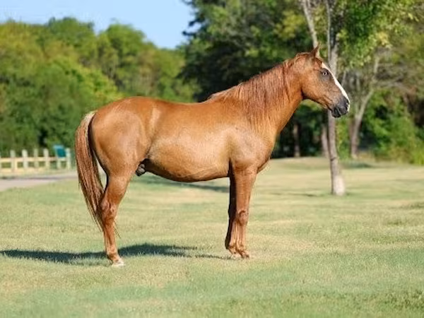 At, Quarter Horse