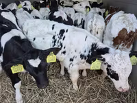 Bulle, Simmental cattle — Foto 7