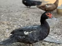Domestic Muscovy — 6-rasm
