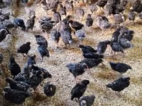 Chickens — foto 3