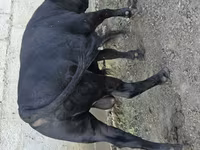 Toro, Ganado vacuno — foto 2