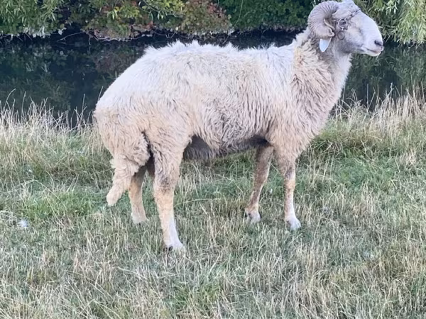 公羊, Karakul sheep
