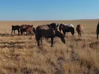 Кінь, Mugalzhar horse — фото 8