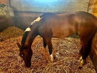 Hengst, Thoroughbred horse — Foto 7