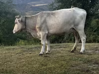 Vaca, Latvian Blue cattle — foto 1