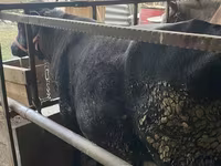 Bulle, Aberdeen-Angus — Foto 3